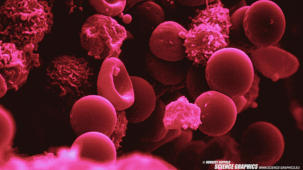 m20_023 Blutzellgruppe, aufgenommen mit Raster-Elektronen-Mikroskop (REM)